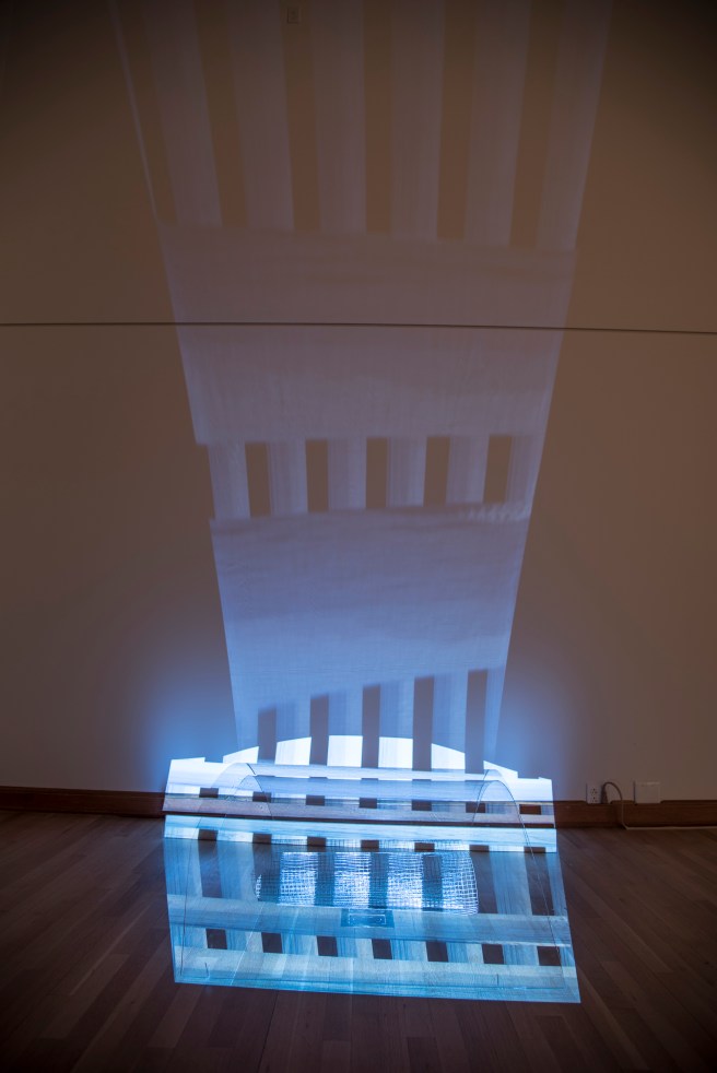 Through Sunset Into the Raccoon Night